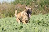 MALINOIS 284